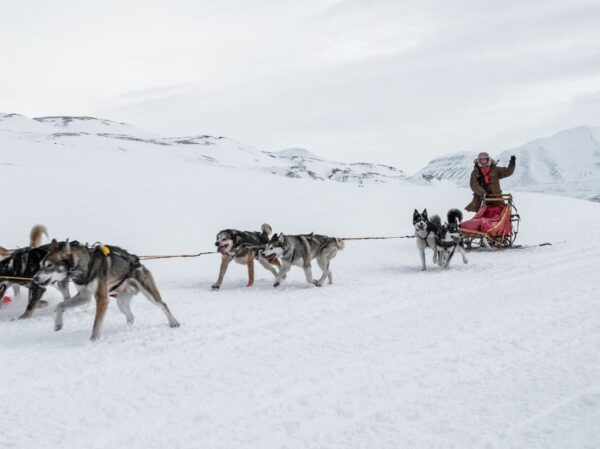 chien de traineaux avec son musher - maison alliey